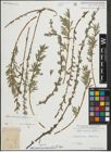 Foto von Salix repens subsp. rosmarinifolia (L.) Andersson